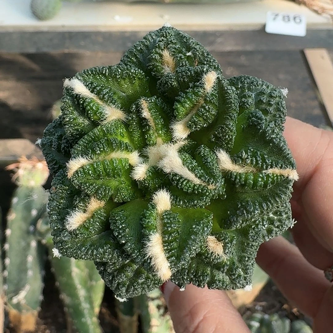 好****无花朵辛顿牡丹050