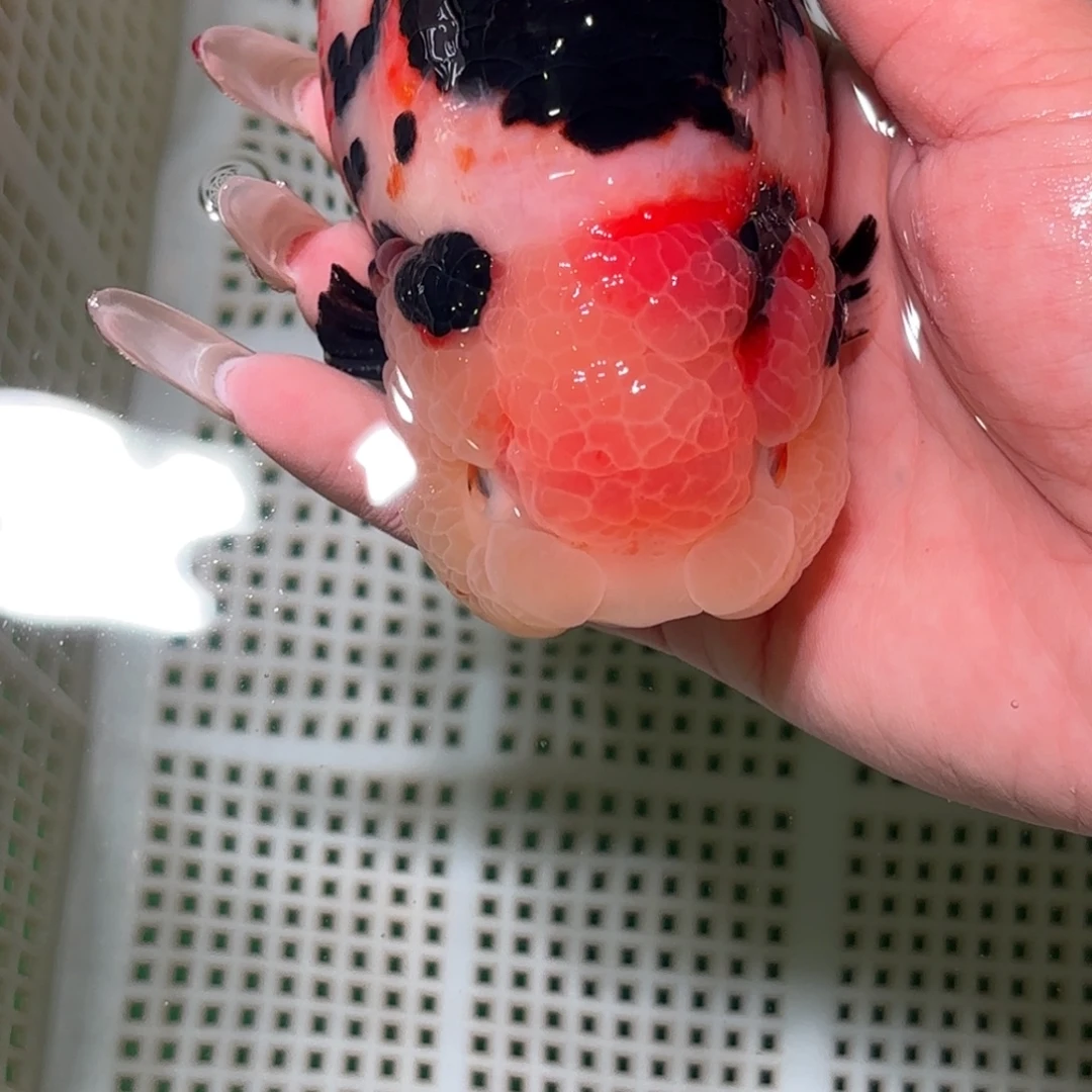 姜***人金鱼拍包装包邮不拍包装运费到付