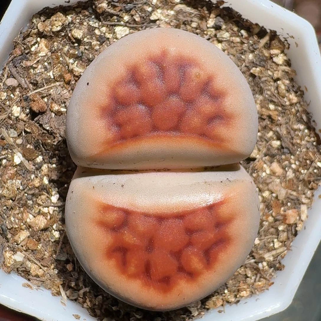 杠*生石花的2212111。   136