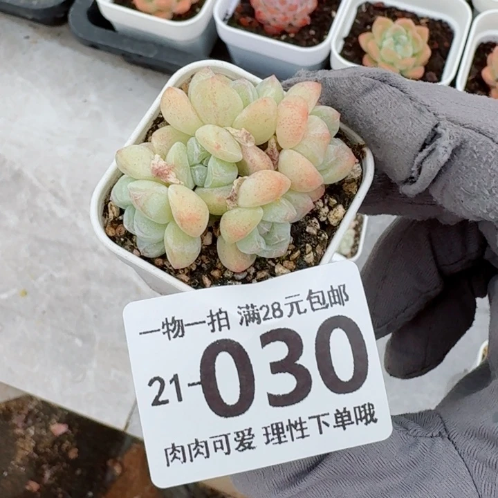 冰玉无盆土发货无盆土发货无盆