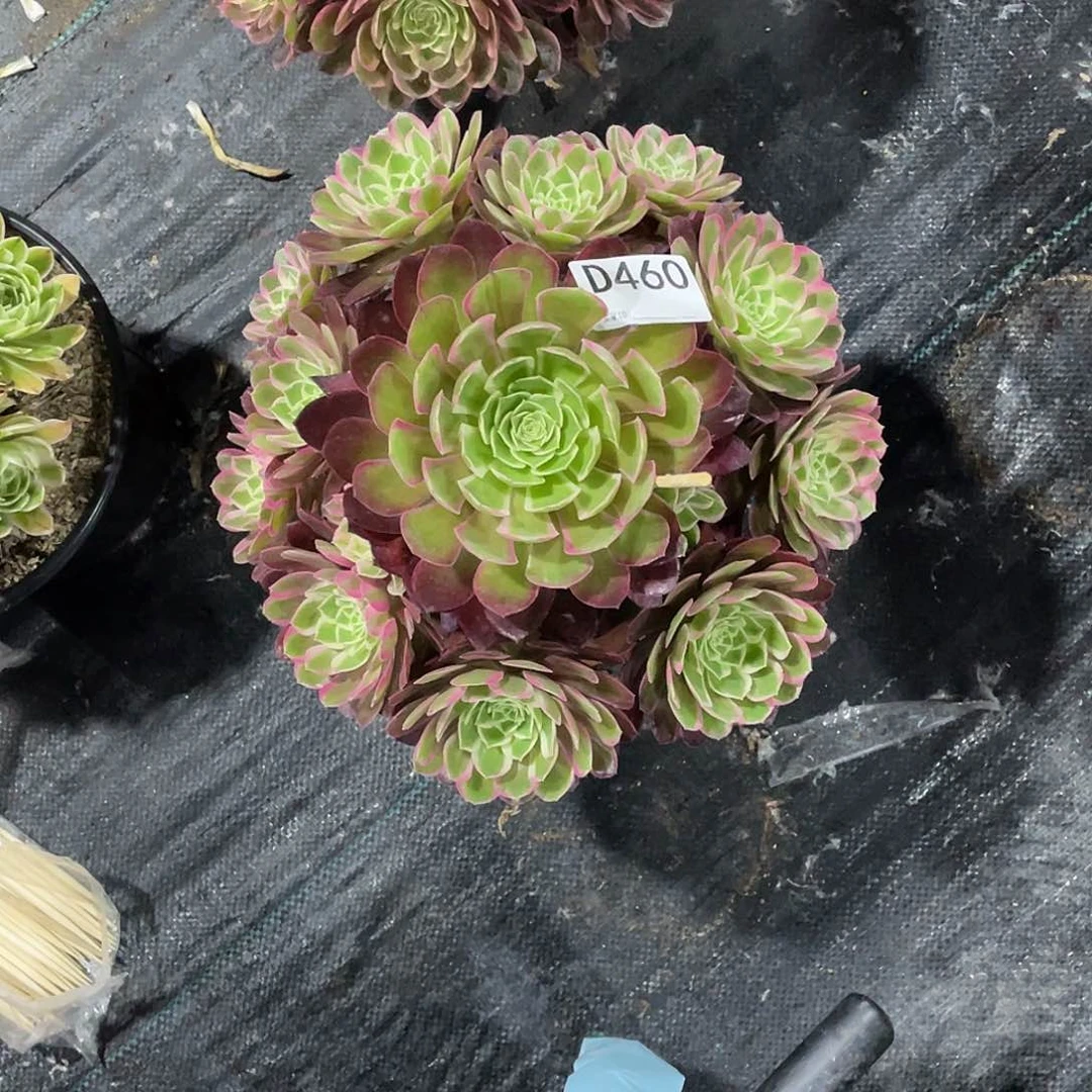 大*包孔雀翎多肉法师      460