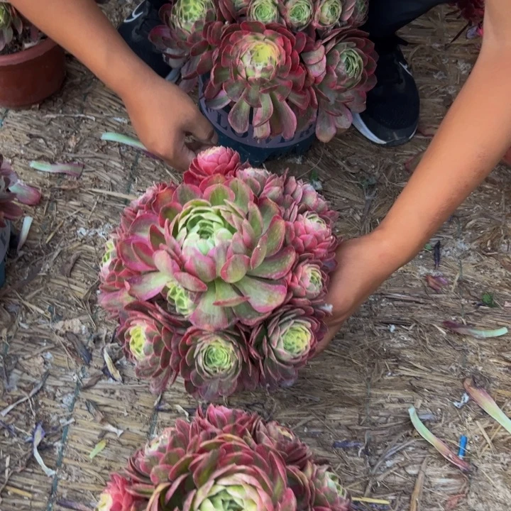 18.8海仙一棵包邮