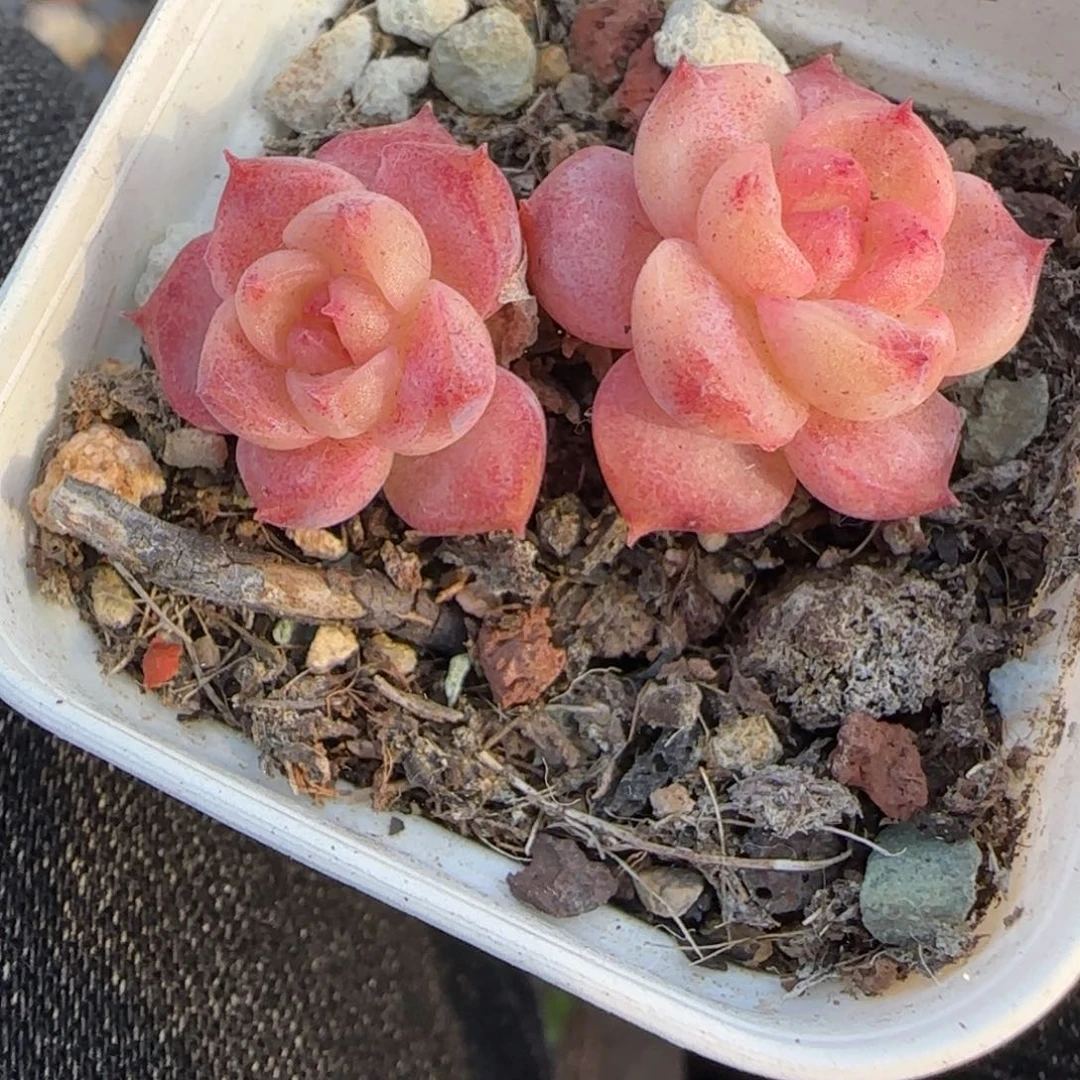 多肉小卡拉米糖心一物一拍