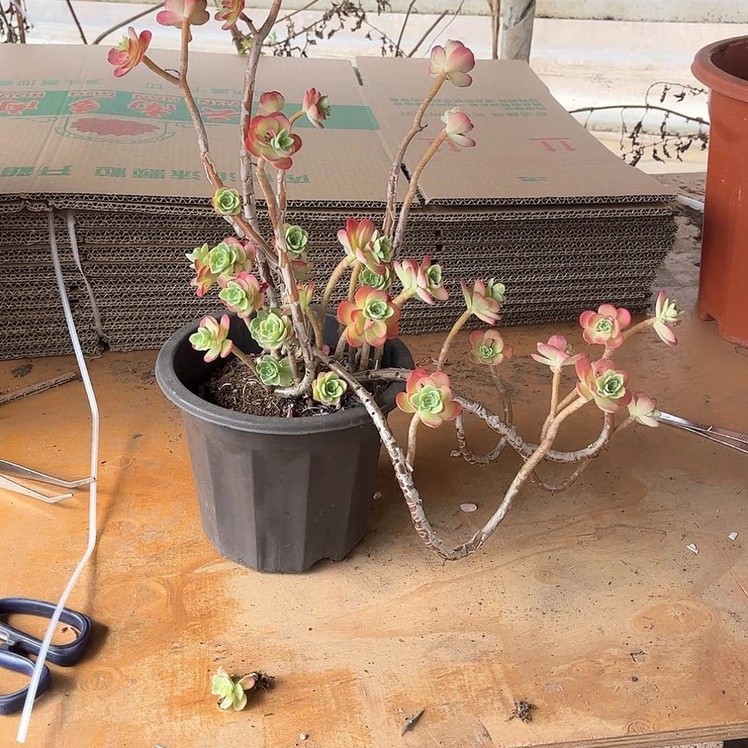 沁*冉薄化装多肉植物41