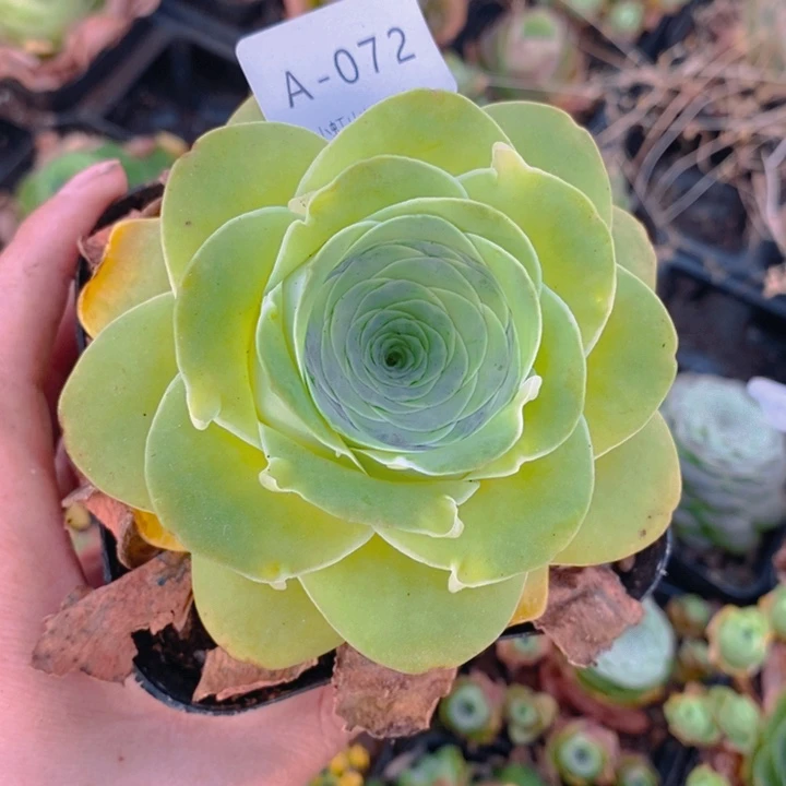 山地玫瑰黄色单头072