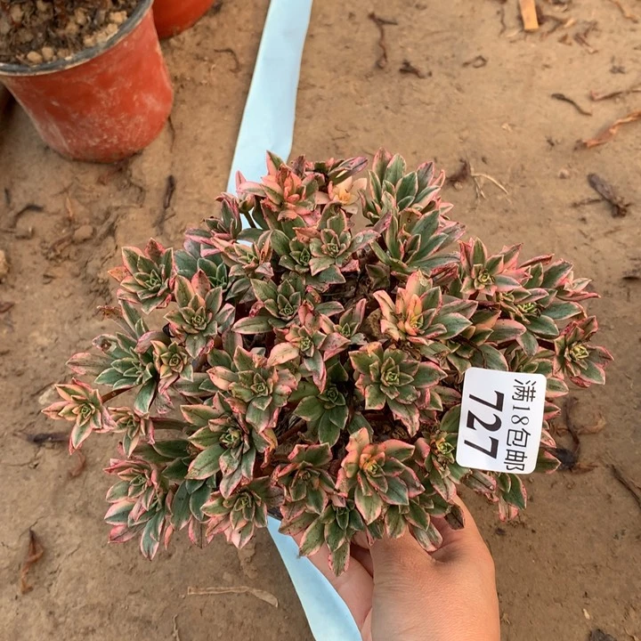 ?****好727甜茶小朵朵2号棚