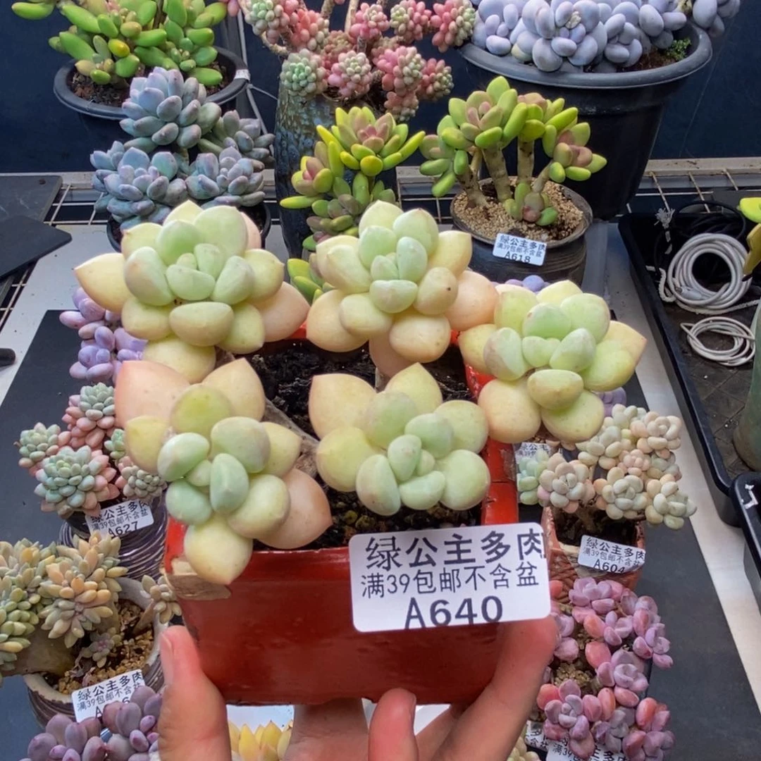 640泡泡糖多肉8c m