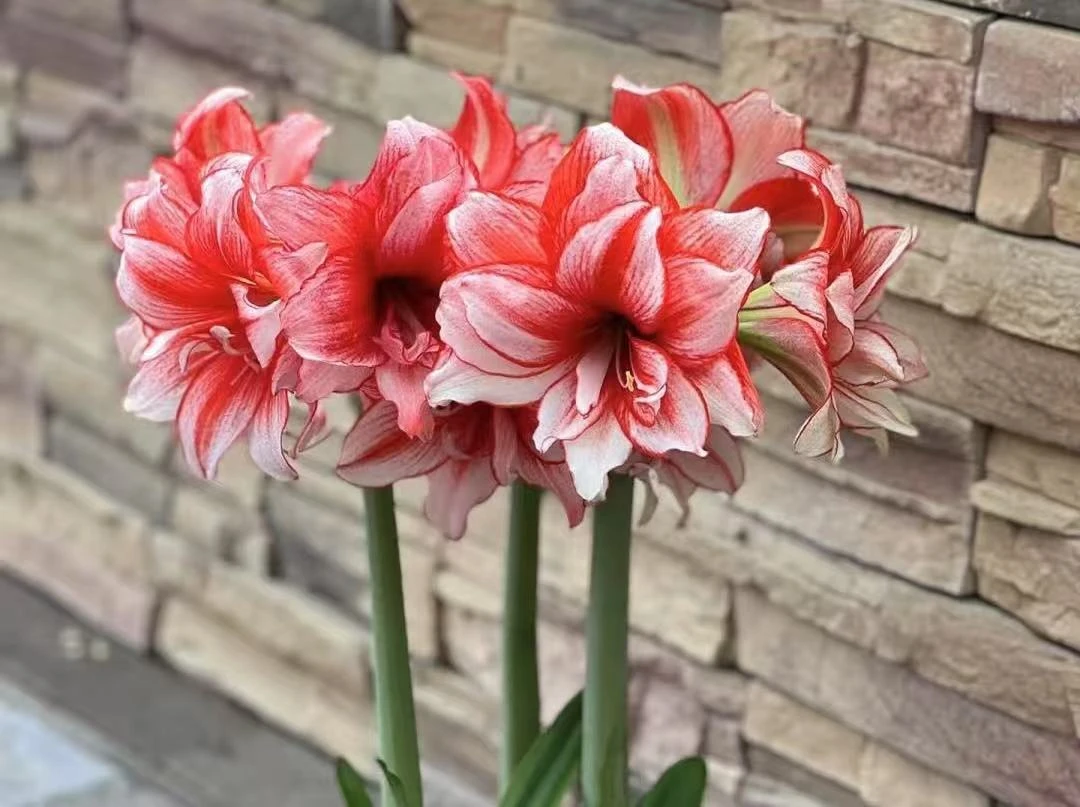 自然球鬼魅直径5➕