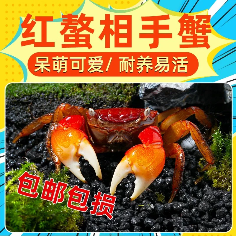 相手蟹-萌宠懒人易养爬宠