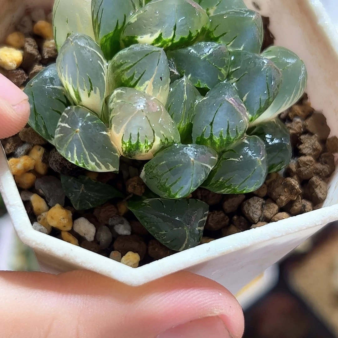北极之光锦十二卷多肉植物