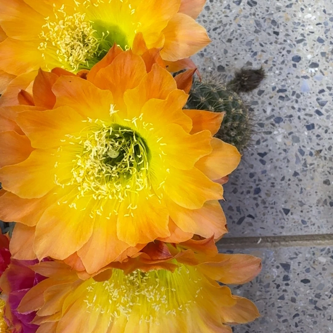 40彩草居维尔歪4公分左右无根侧牙，20包邮