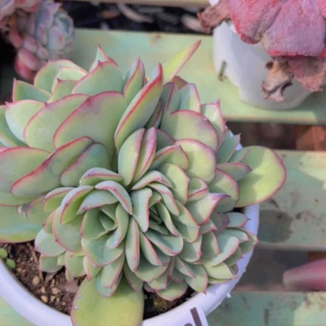 【闪购商品】牡丹亭朵朵20143