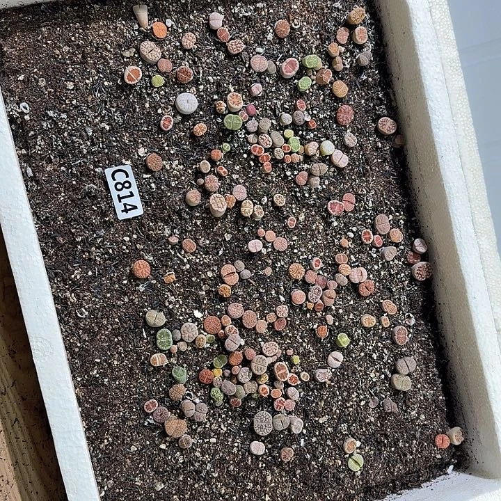 814生石花整筐脱土发货不售后