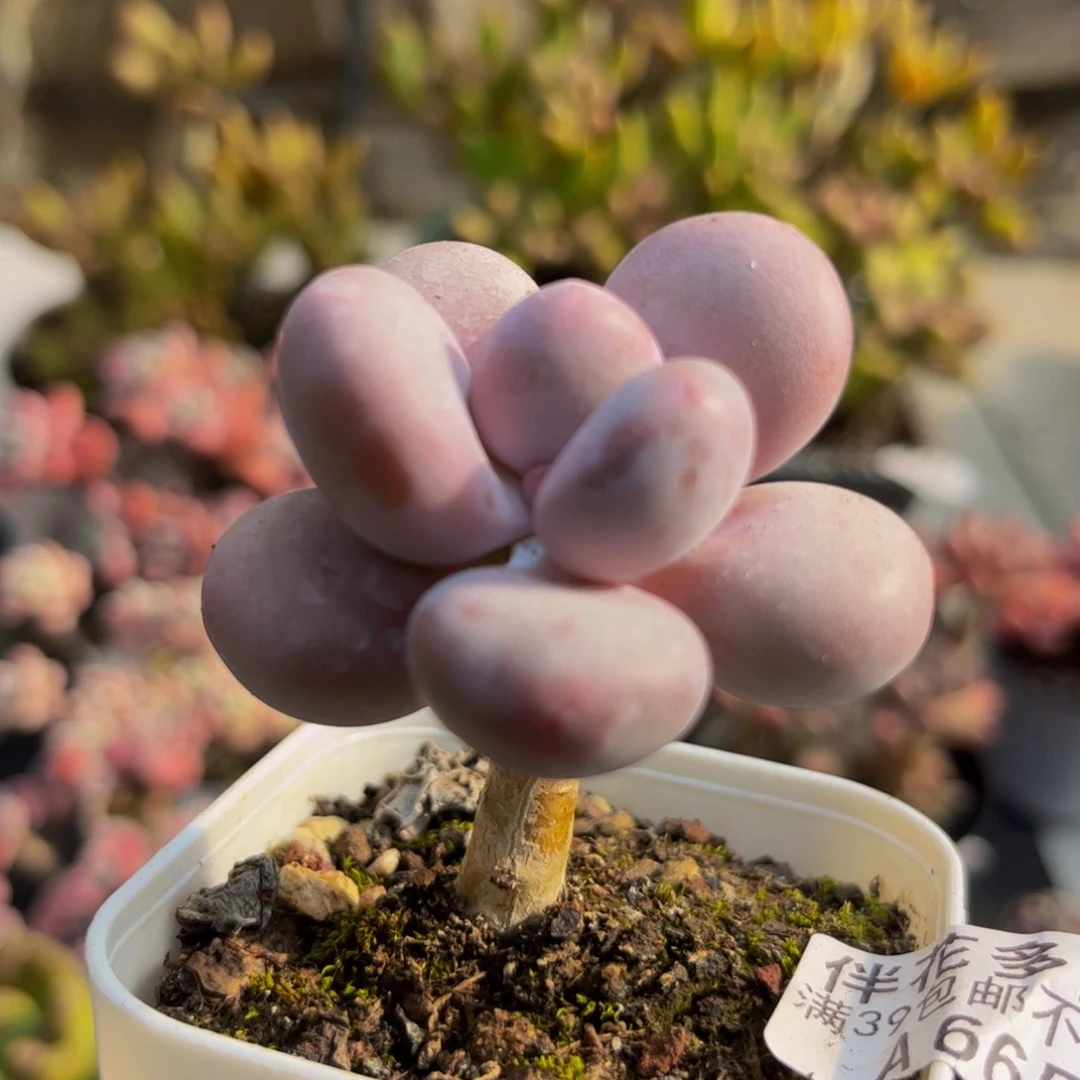 665蛋黄奶5cm多肉植物