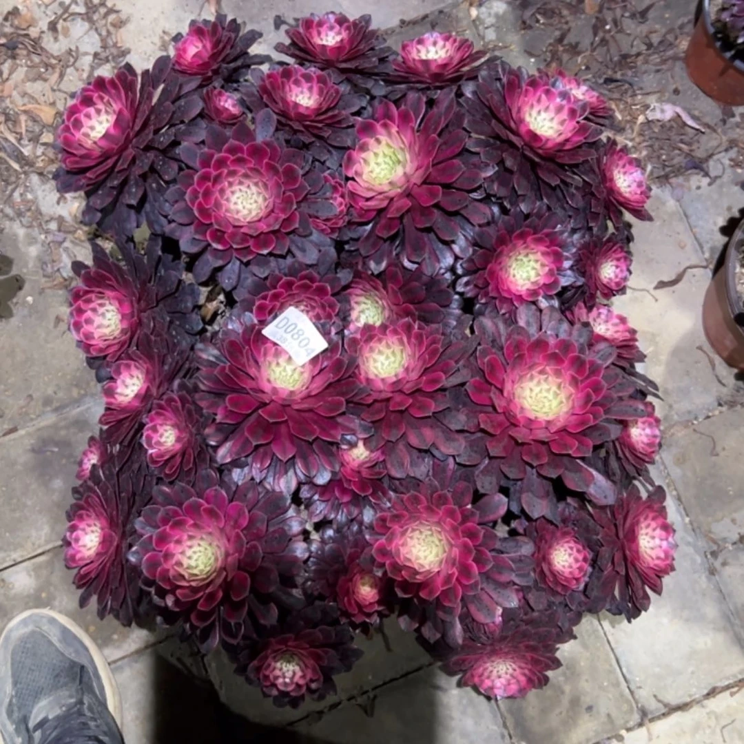 【闪购商品】804黑铜白多肉