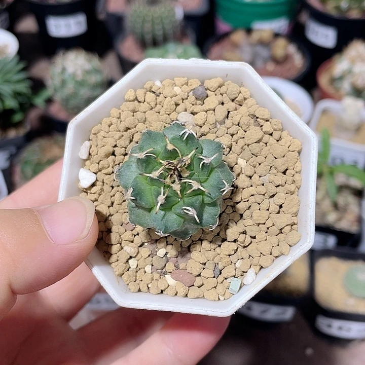 375实生赤花娇丽，