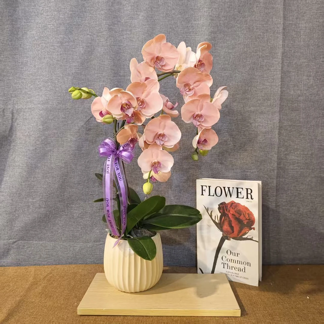 【梦幻水蜜桃】马卡龙色系蝴蝶兰室内花卉观赏送礼带花发货-喷染