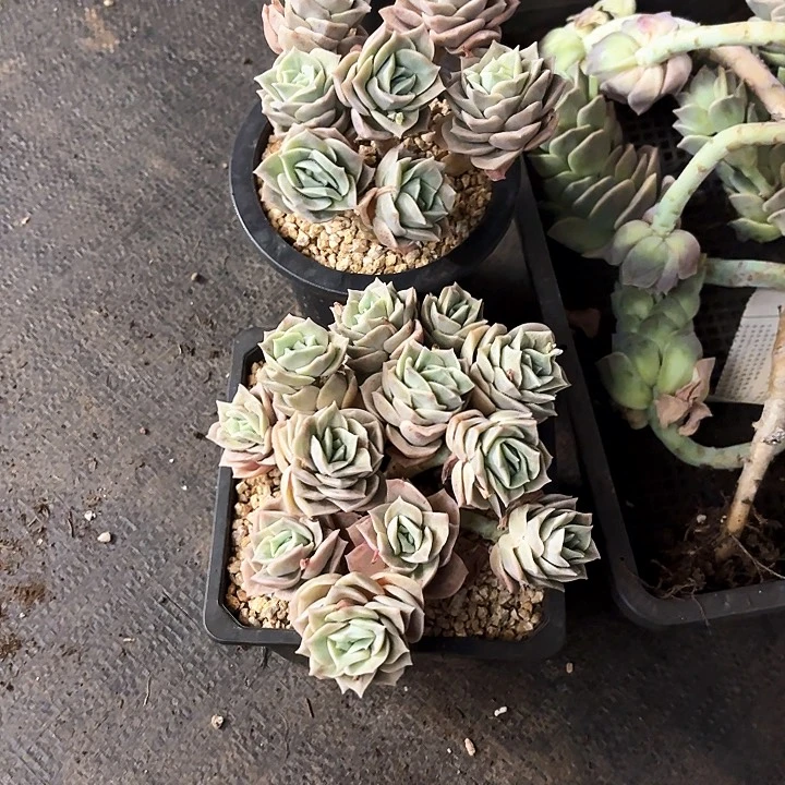 M****e多肉植物，可爱玫瑰