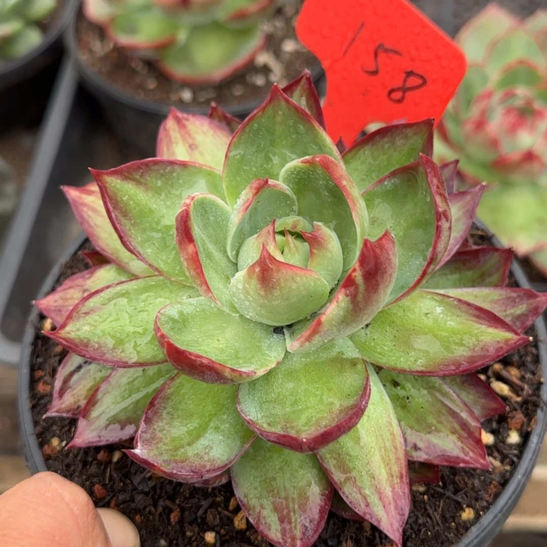 惊鸿一物一拍包装收缩花旱158