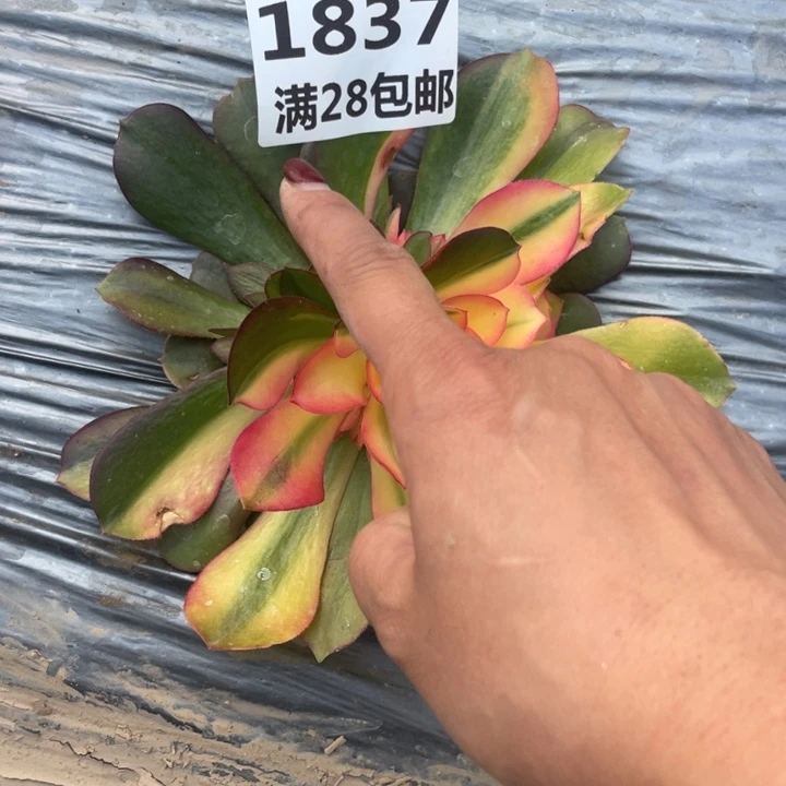 美**放1837二号棚七彩多肉植物M