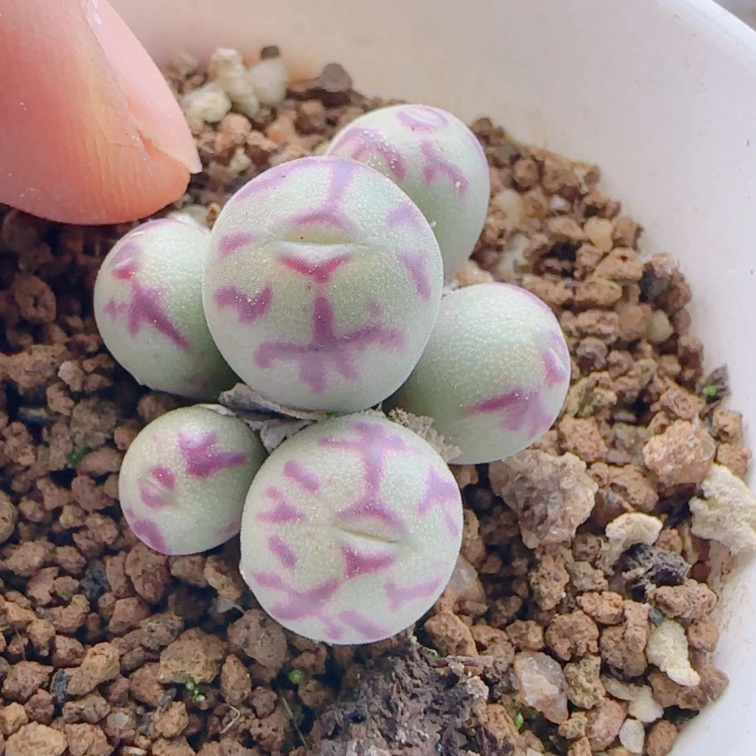 【闪购商品】D****k21209