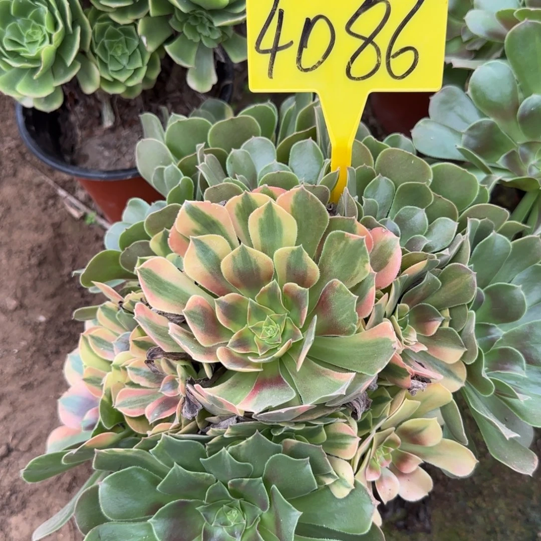 4086--+多头多肉植物七彩