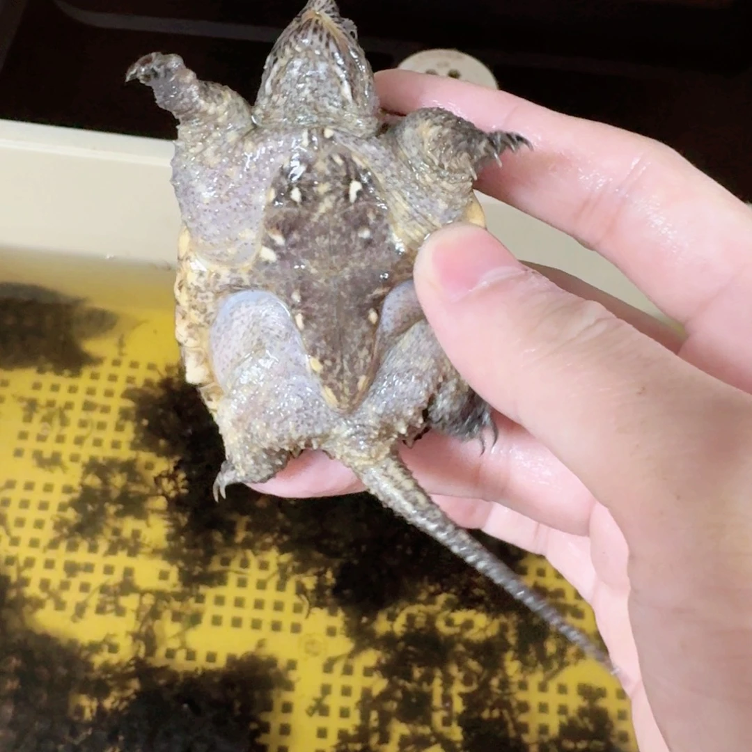 宠物龟不分公母11