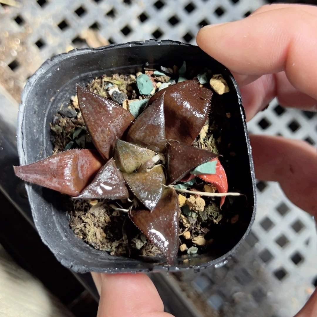 山**开3307多肉植物一颗