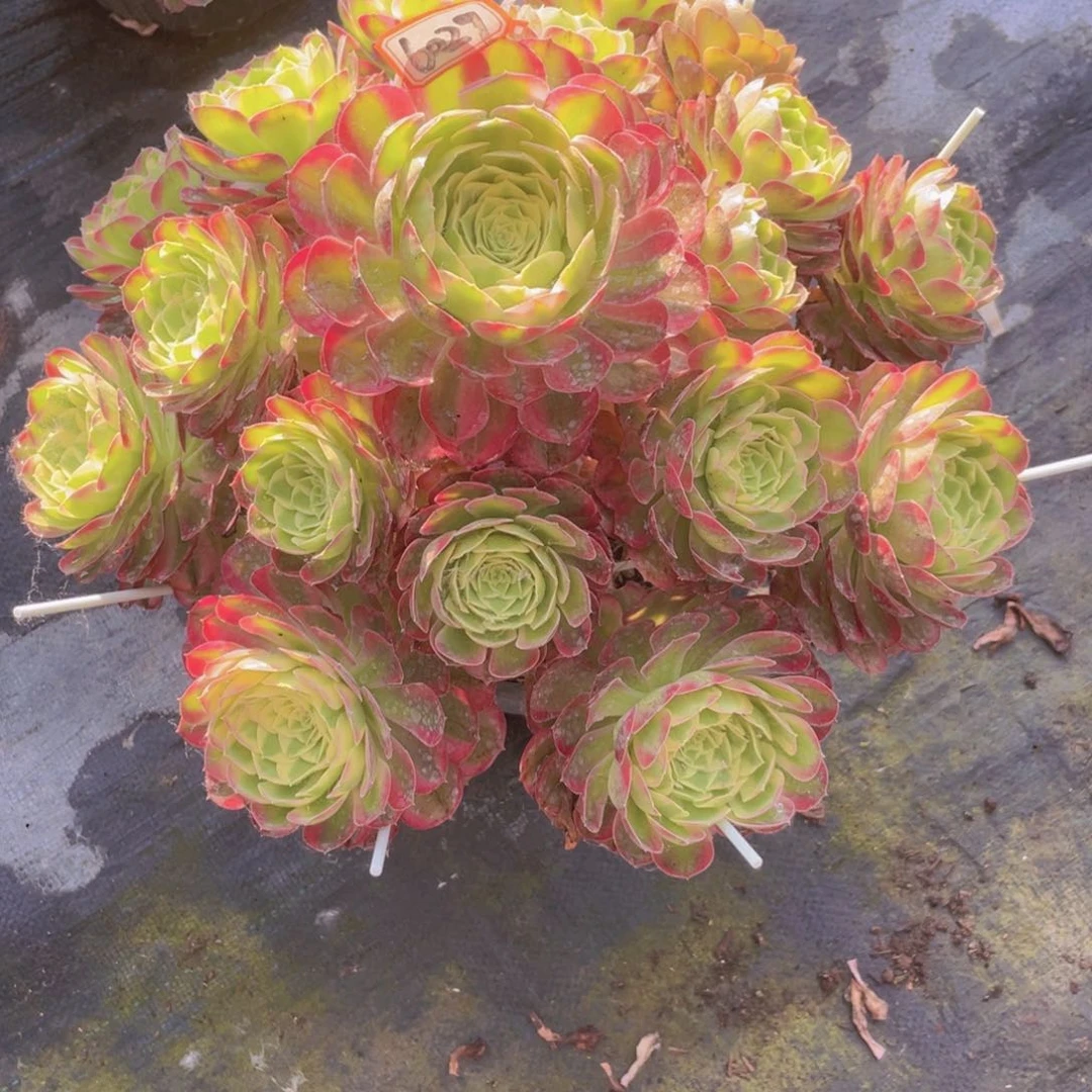 万圣节粉钻老桩手捧6029