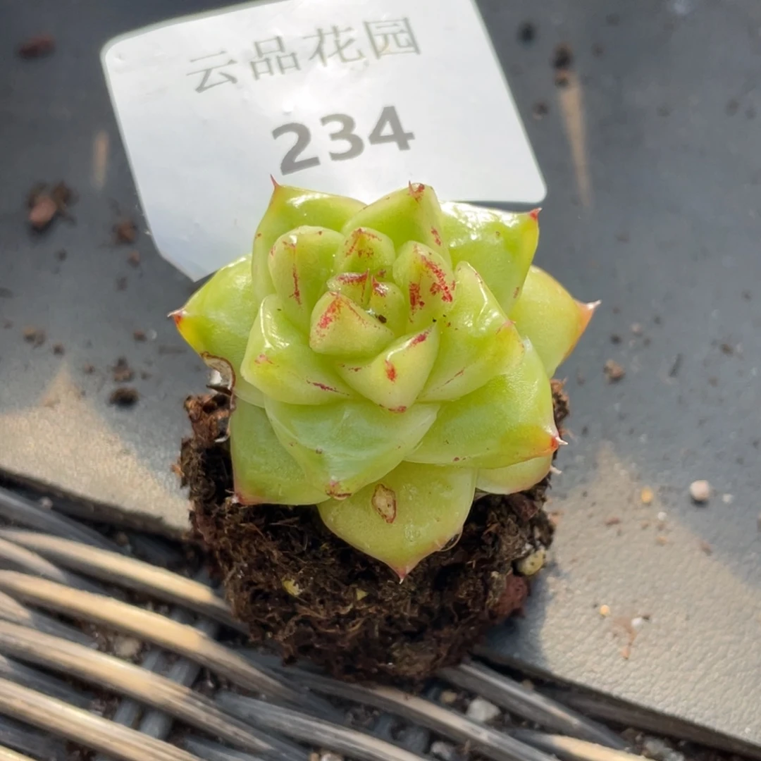 花***i234号糖心冰心珍妮