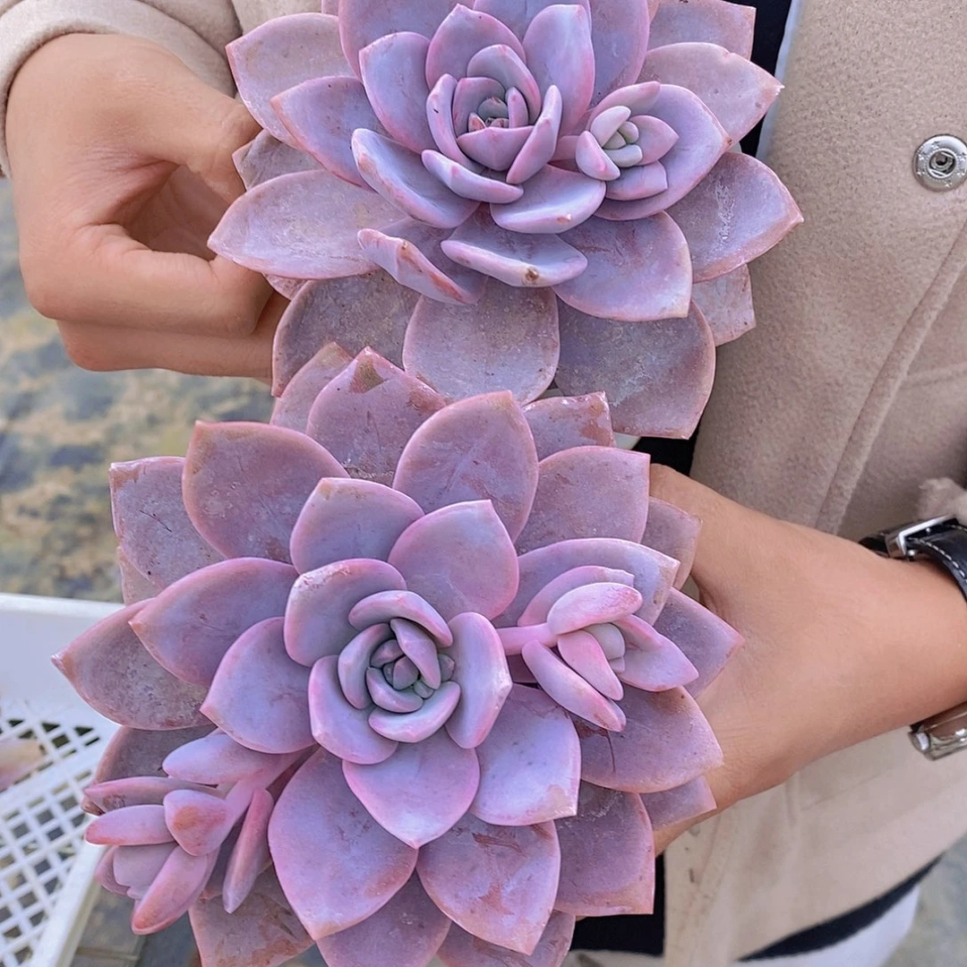 老桩滑雪红茶大单头两盆