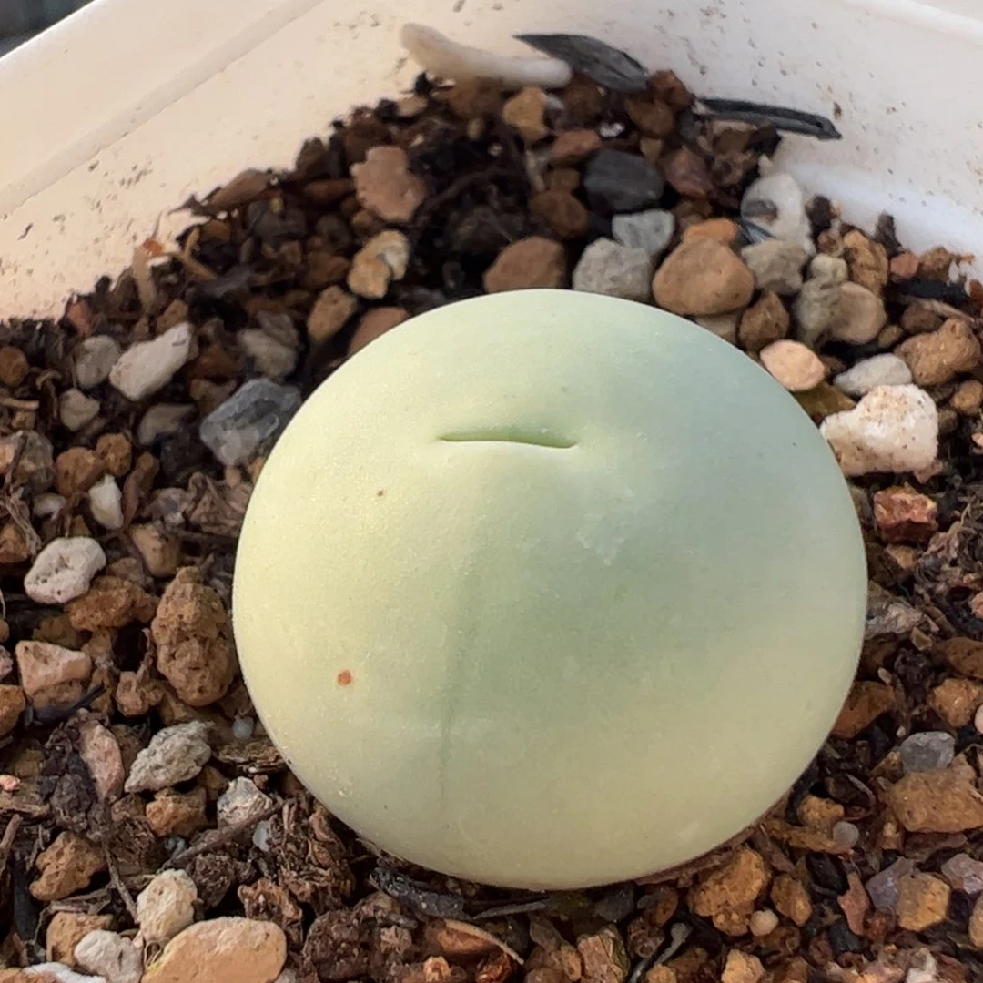 1.8厘米鸽子蛋多肉植物