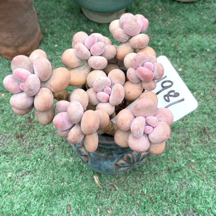 橙雪球1981号码牌子的话