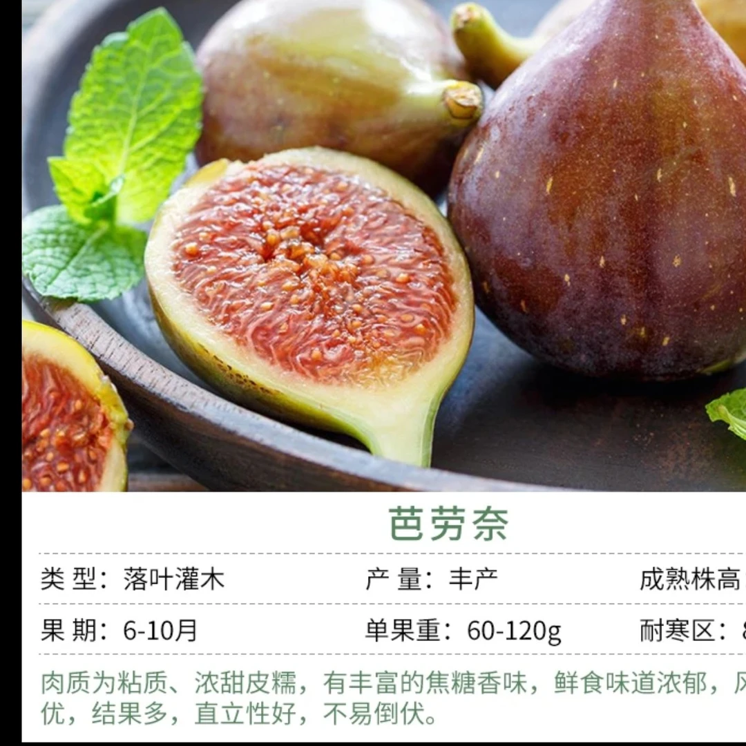 无花果树苗盆栽地栽两用南方北方种植阳台庭院果树