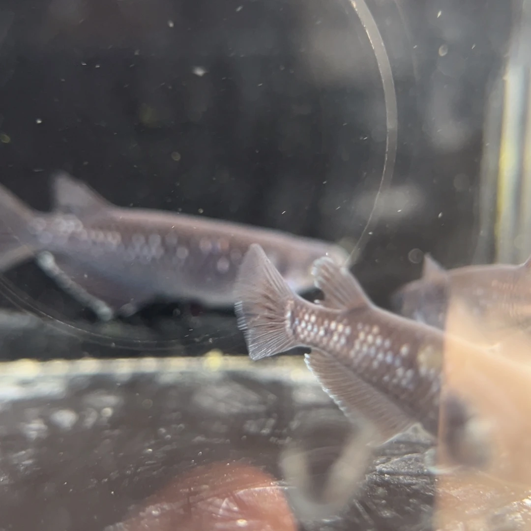 青鳉鱼254耀变天目五尾