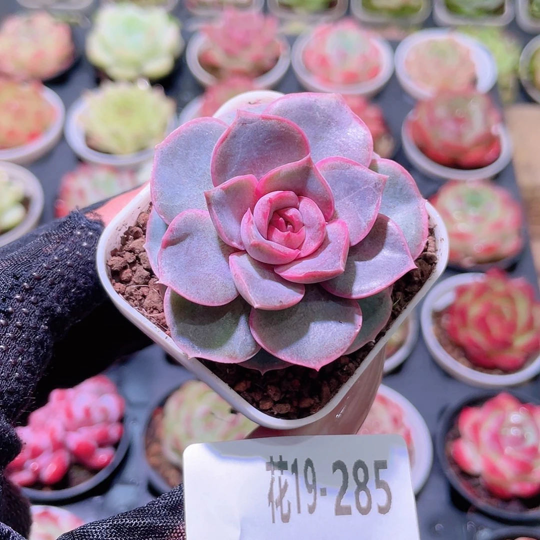 花利美19-285新品
