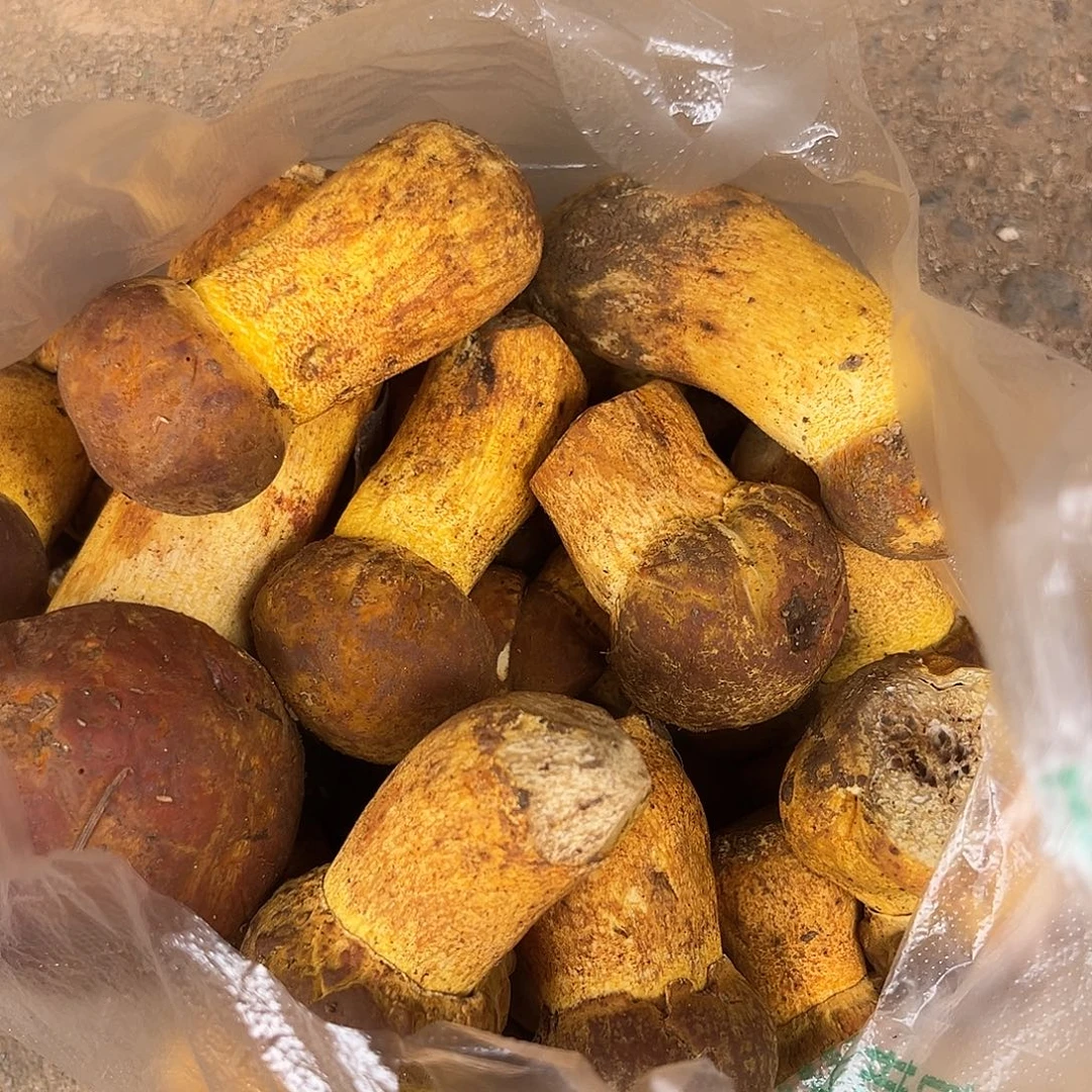 牛肝菌中国大陆黄牛肝，1.3斤96元