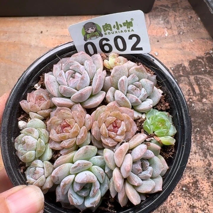 多肉植物多肉植物