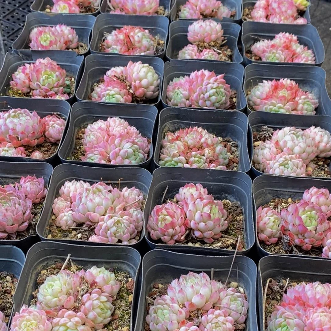 467多肉植物保护研究所所长的时候就