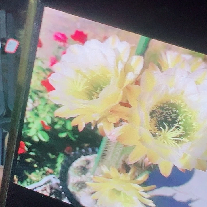 毛花柱 六月午 侧芽 厘米 满20包邮