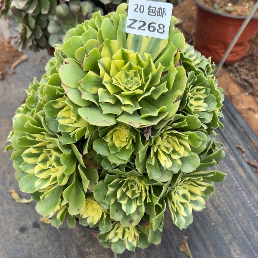 268新尼亚，满20包邮嘟叮熊