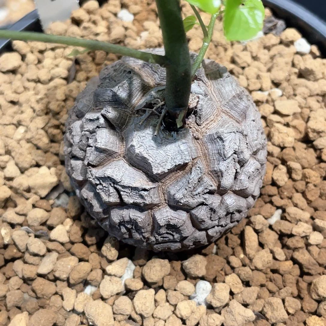 052号龟甲龙6公分