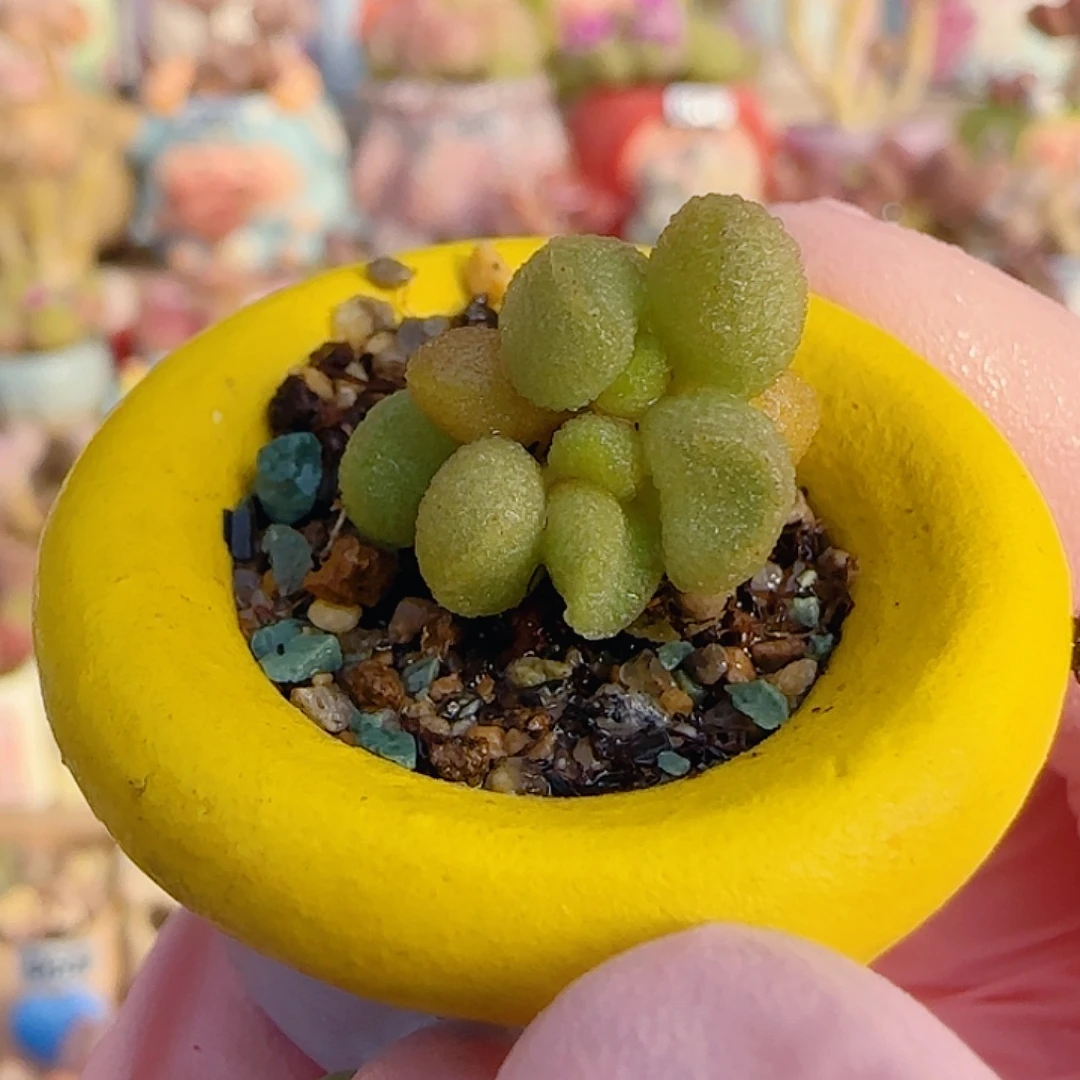 可爱银之卵 盆口2.5cm