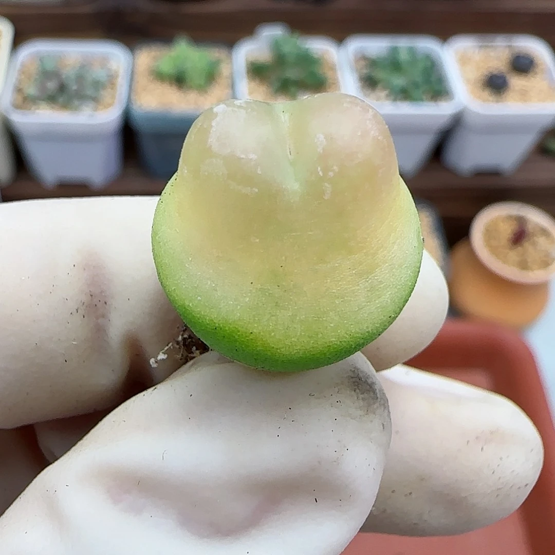 534日系大红拉登