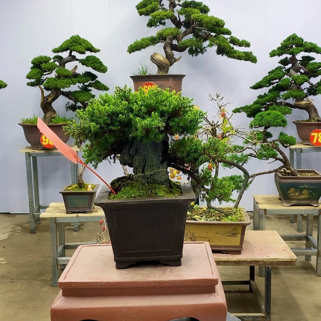【闪购商品】无花朵徐*