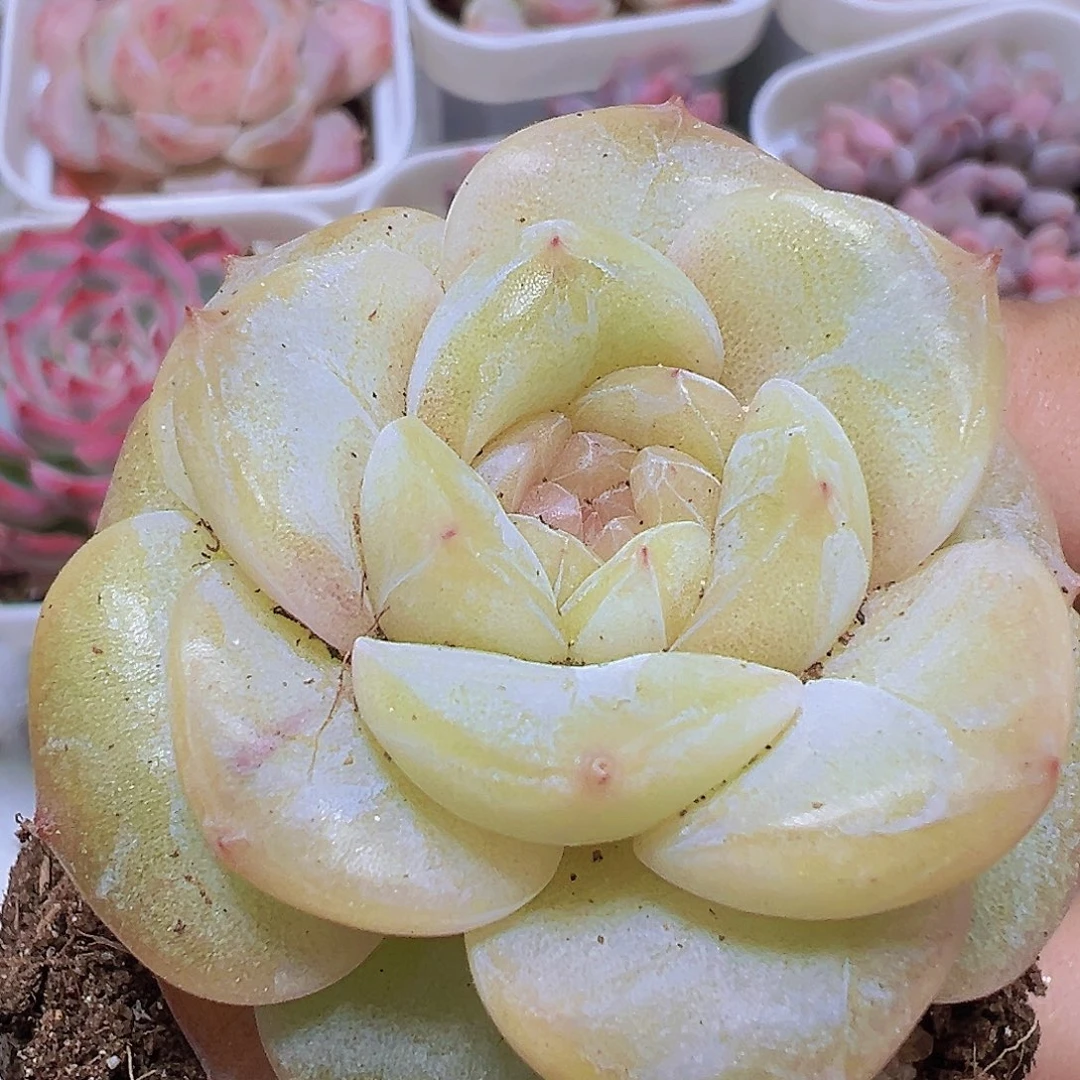 玉盏19包邮也哦肉植物