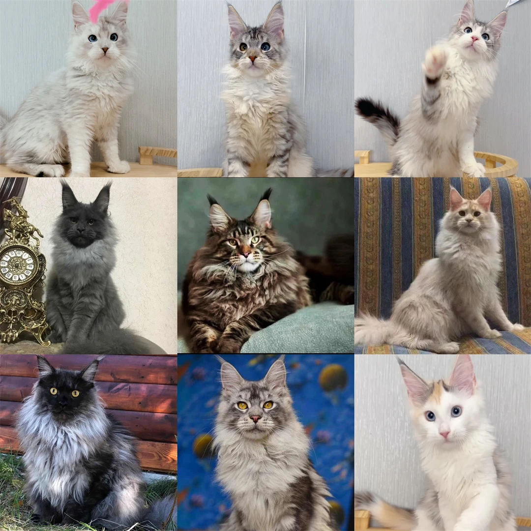 【喵仙府】活体猫咪全款链接445