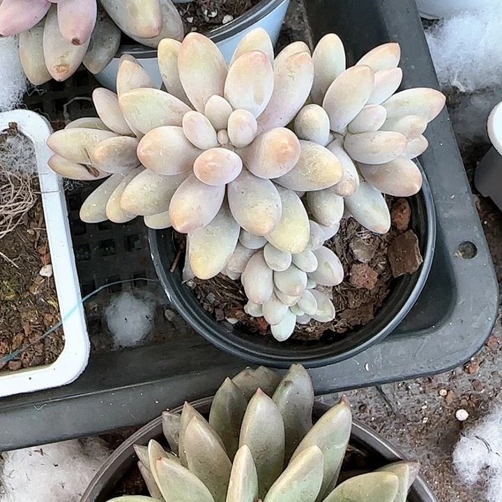 存*姐青蛙王子儿童牙膏111