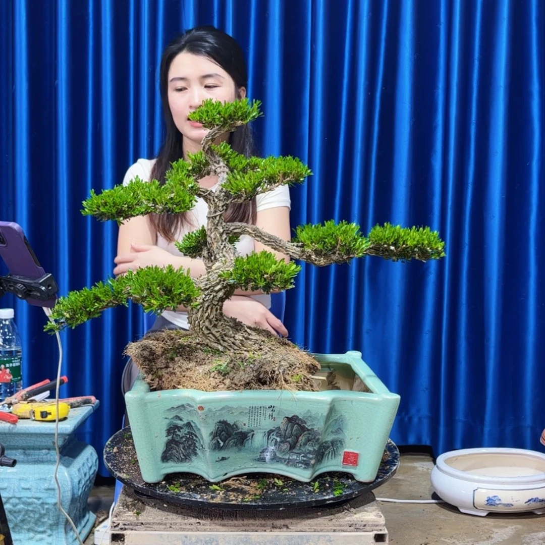 【闪购商品】广东雀舌黄杨盆景亿**装