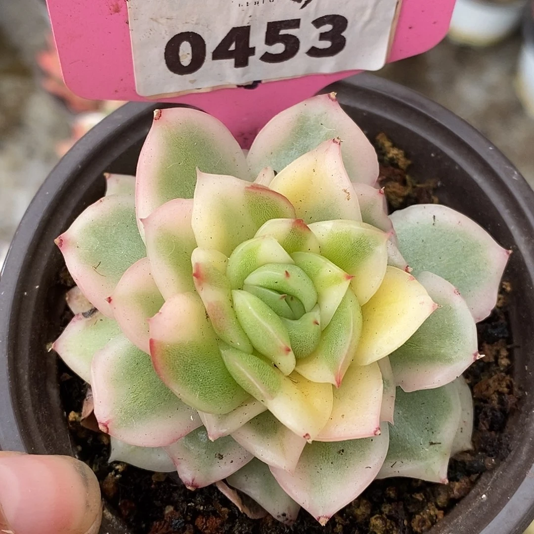 453东云杂哈哈哈哈哈